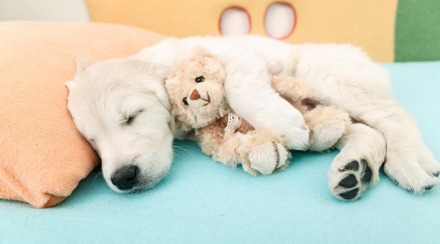 4 Ways to Make Your Pet Feel More at Home