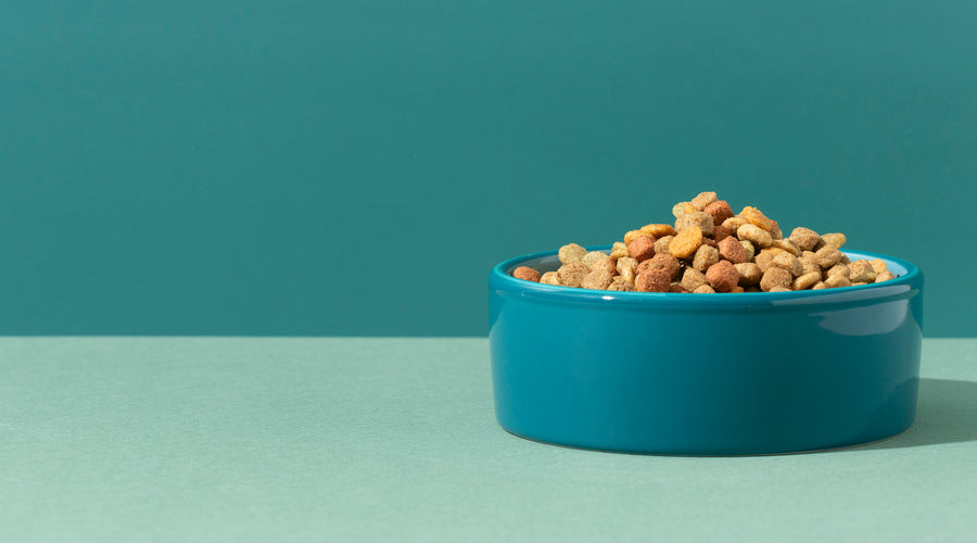 6 Mistakes to Avoid When Storing Dog Food