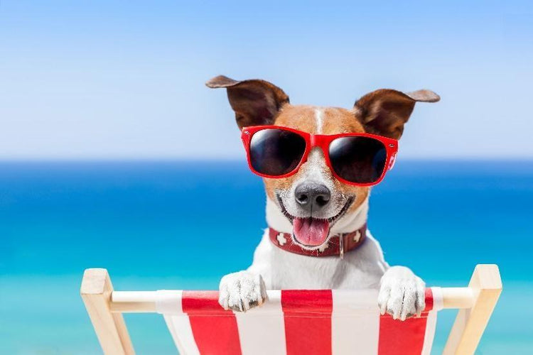 8 Places to Visit with Your Dog During the Dog Days of Summer