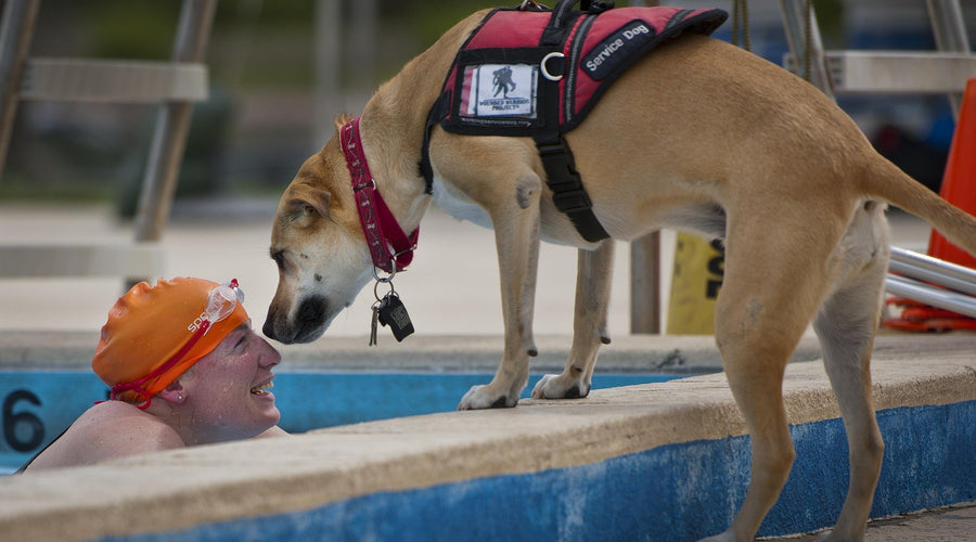 Tips on How to Train Your Dog or Cat to Support Your Specific Medical Condition