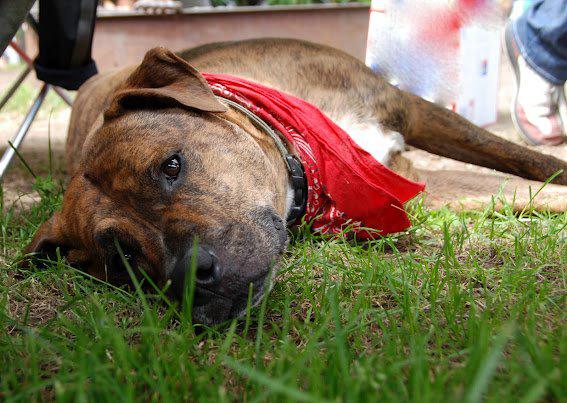 Lovea-Bull, Adora-Bull, Adopta-Bull, Pitbulls!