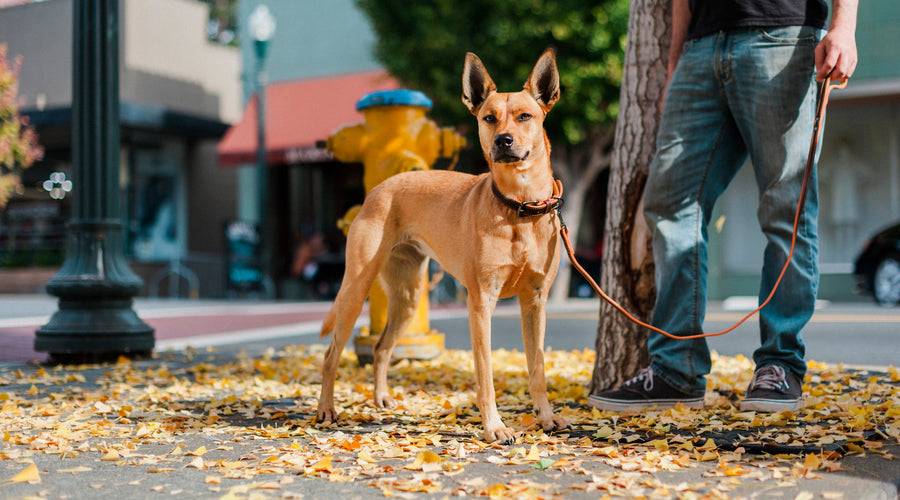 Top 10 Summer Dog Walking Tips