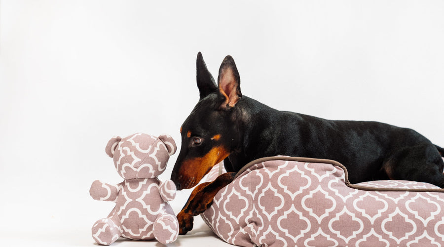 4 Pieces of Equipment Every Vet Tech Needs On-Hand