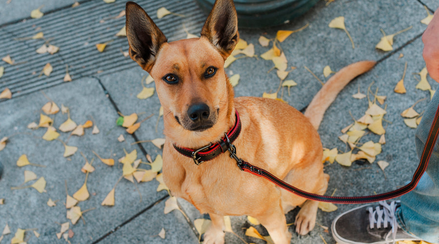 Leash Etiquette: A Guide to Mindful Dog Walking