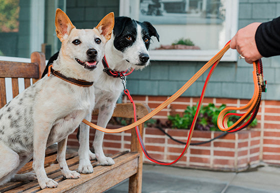 6 Ways to Stay Safe While Walking Your Dog