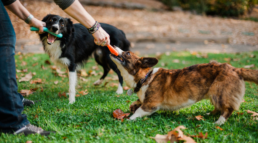 Reasons Why Your Dog May Be Exhibiting Alpha Behavior