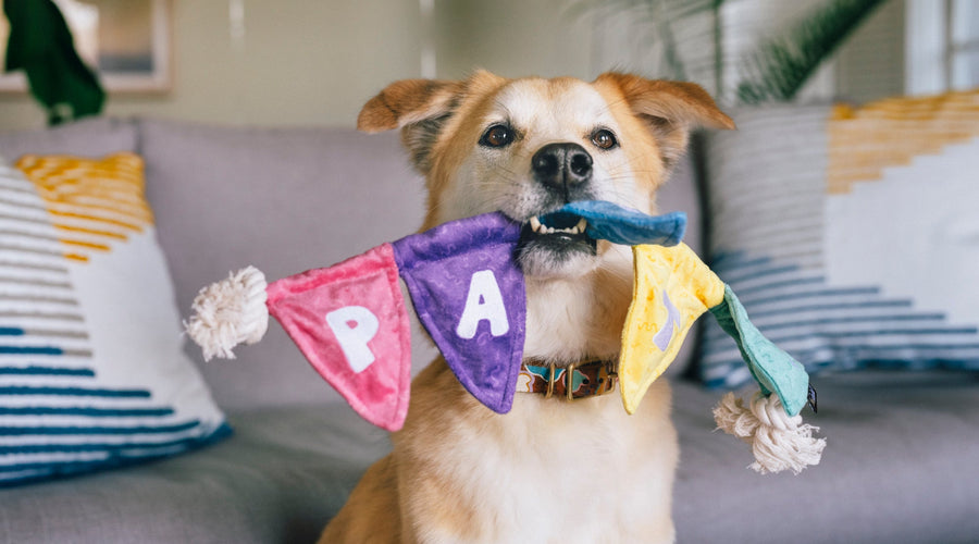 Creative Ways to Find Dogs for Playdates (+ Printable Invitations!)