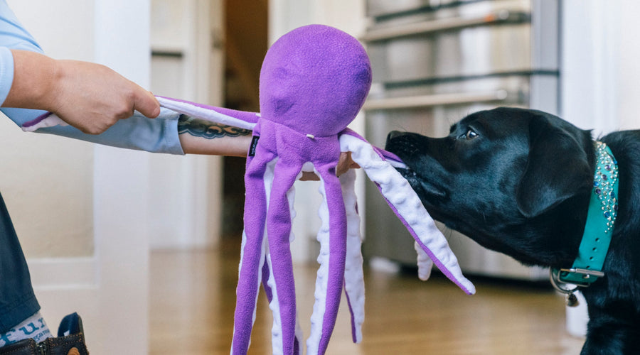 5 Ways to Get Your Dog to Play with You More