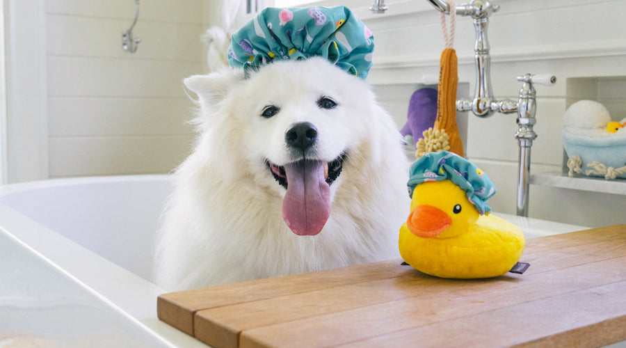 9 Ways To Restore Shine And Softness To Your Dog's Coat