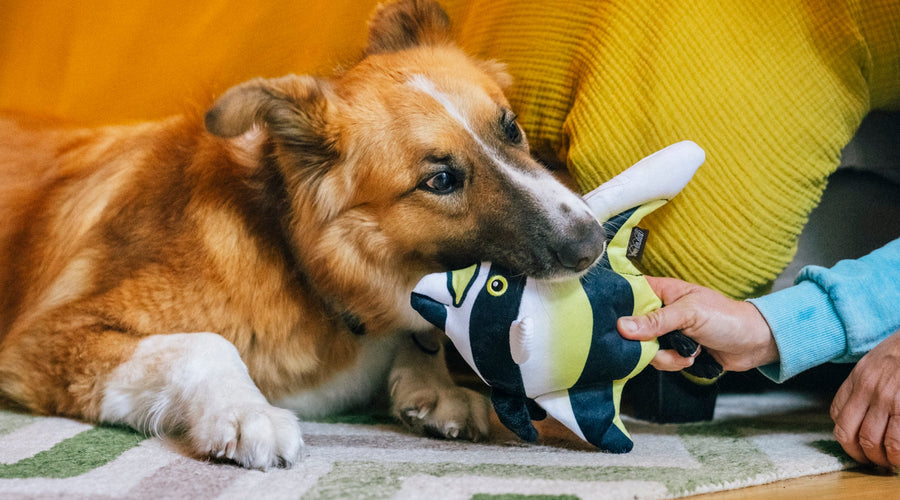 6 Reasons to Talk to Your Pets