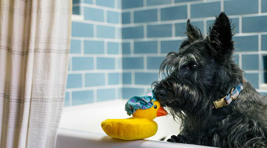 5 Tips For Trimming Dog's Nails At Home