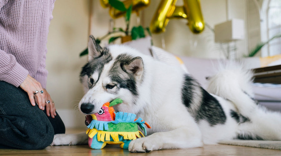 Six Tips for Training and Socializing a Shy Dog