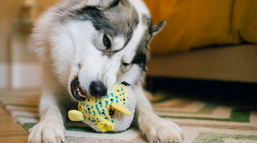 6 Great Family Dog Breeds That Look Like Wolves 