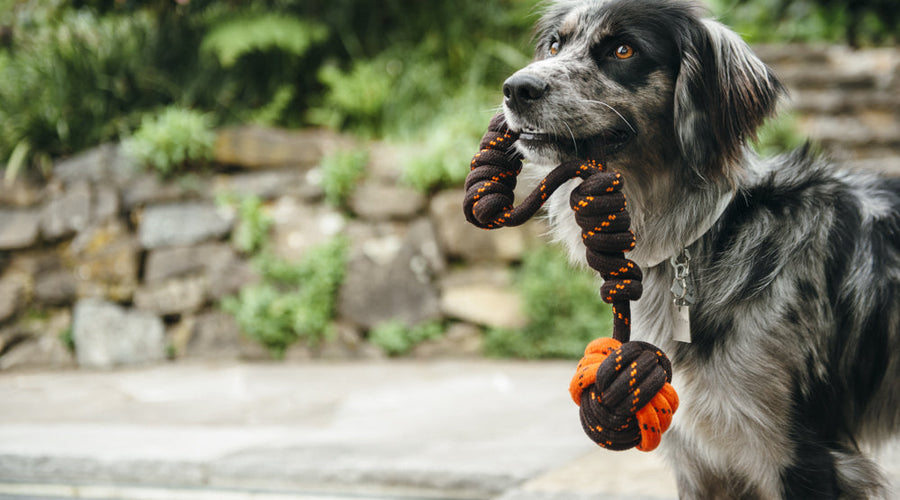 Aggression And Jealousy In Dogs And How To Keep It At Bay?
