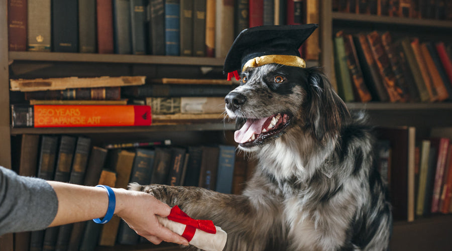 7 Best Dog Breeds for College Students