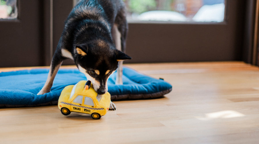 Preventing Your Dog from Chewing Skirting Board