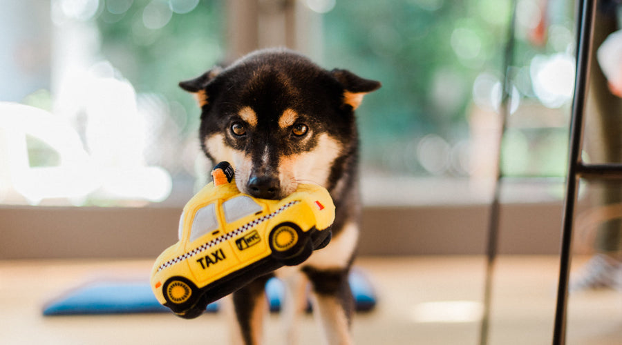 Tips on How You and Your Dog Can Feel at Home in a New City