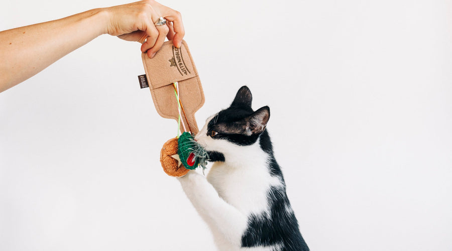 Guests Allergic to Cats? Tips for a More Comfortable Visit