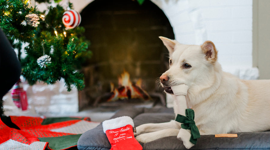 How to Help Your Pet Have a Pawesome Christmas