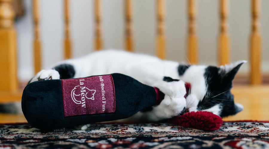 10 Common Cat Breeds to Adopt