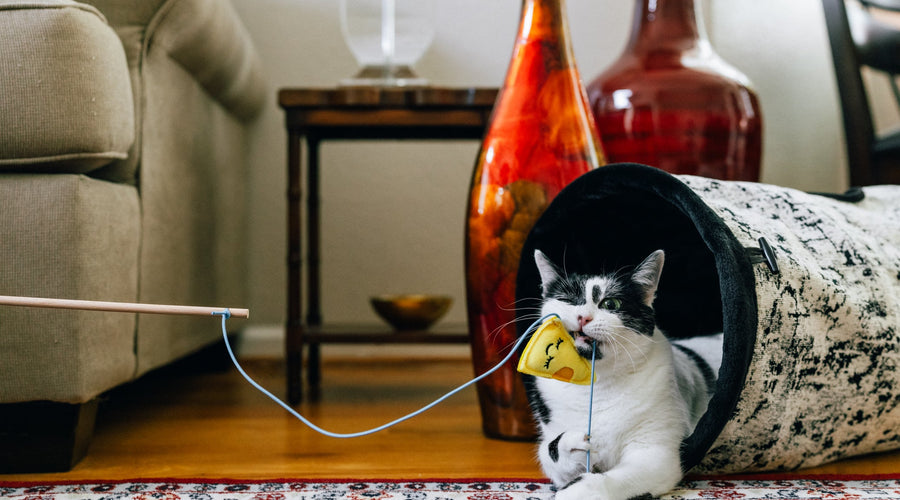 How to Organize Feeding Your Cat Correctly?