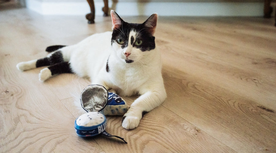 3 Main Challenges Cat Owners Face When Feeding Their Feline