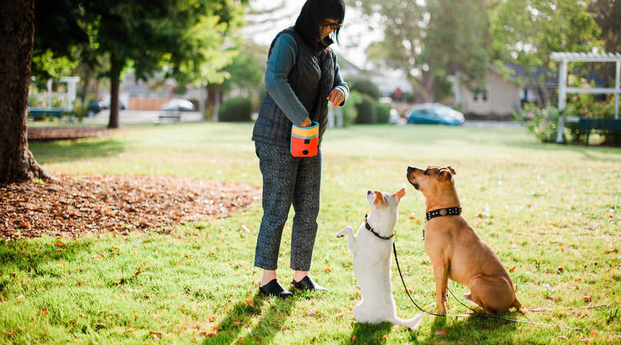 Best Jobs For People Who Wants To Work With Animals