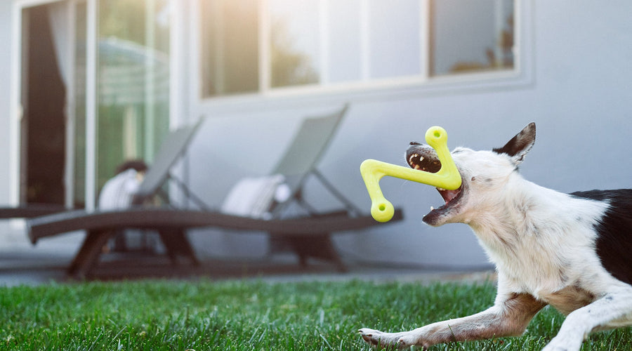 How to Create a Comfortable Outdoor Kennel For Your Dog