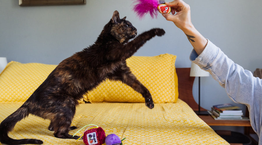 Cat Eye Infection and Its Treatment