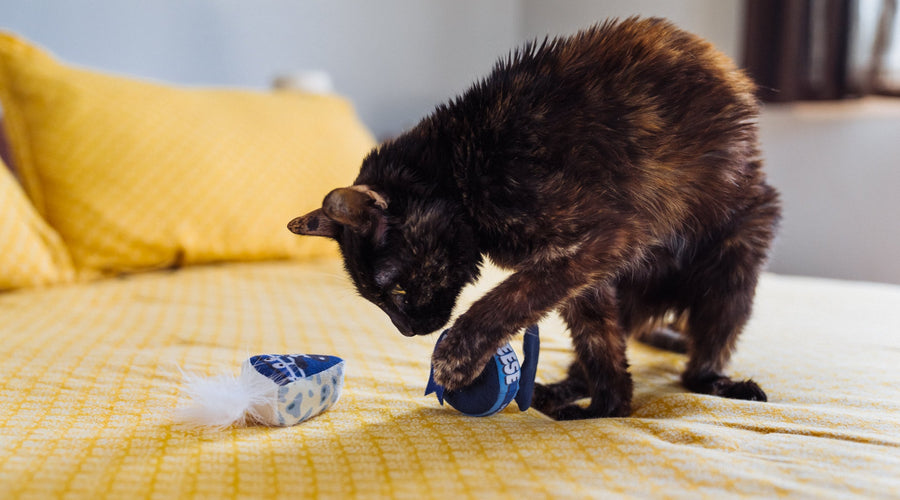What You Need to Know About Tortoiseshell Cats