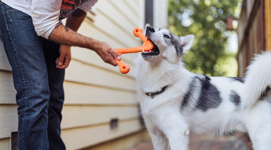 Petscaping: How to Create a Fun and Safe Outdoor Space for Your Pet