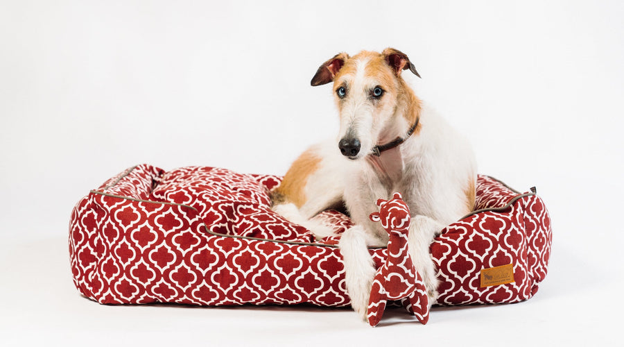 Six Steps To Safely Introduce Your Dog to a Dragon