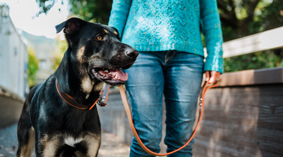Take Your Pet on Vacation