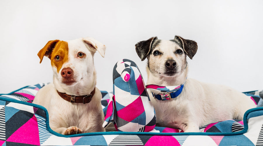 Most Popular Dog Breeds Throughout the Decades