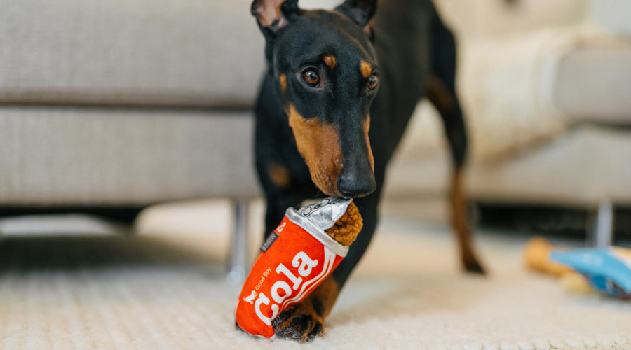 Room to Play: How Much Space Does Your Pet Really Need?