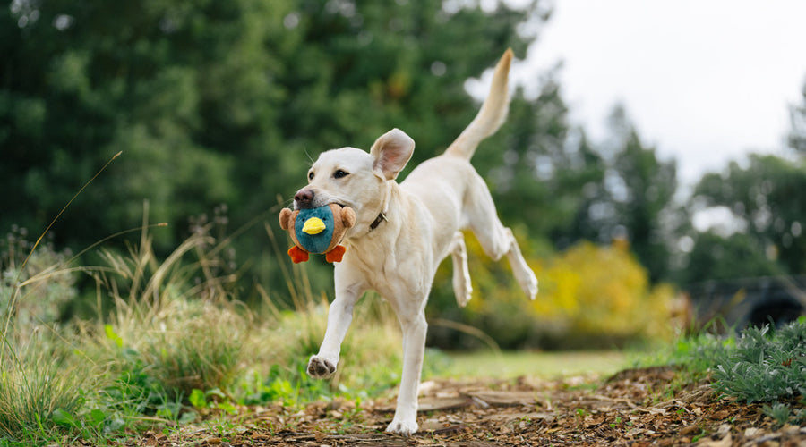 4 Ways To Keep Up With Your Active Dog