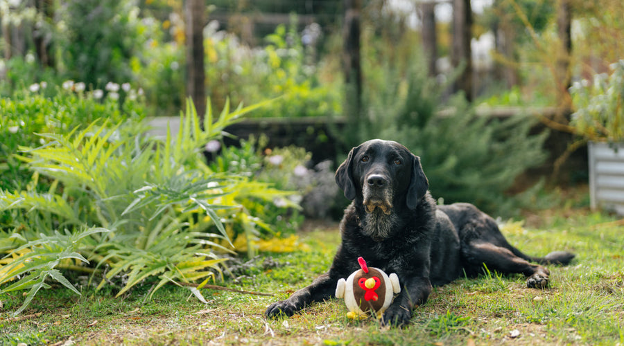 How To Introduce Your Chickens And Dogs To Each Other