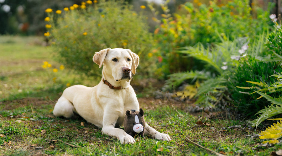 Man’s Best Friend: The 5 Most Loyal Dog Breeds