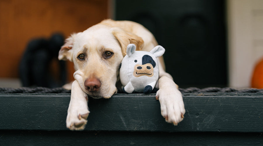 8 Signs Your Dog Is Feeling Anxious