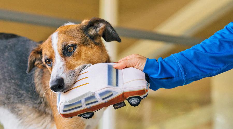 From Scratches to Shedding: Protecting Your Car From Incidental Pet Damage
