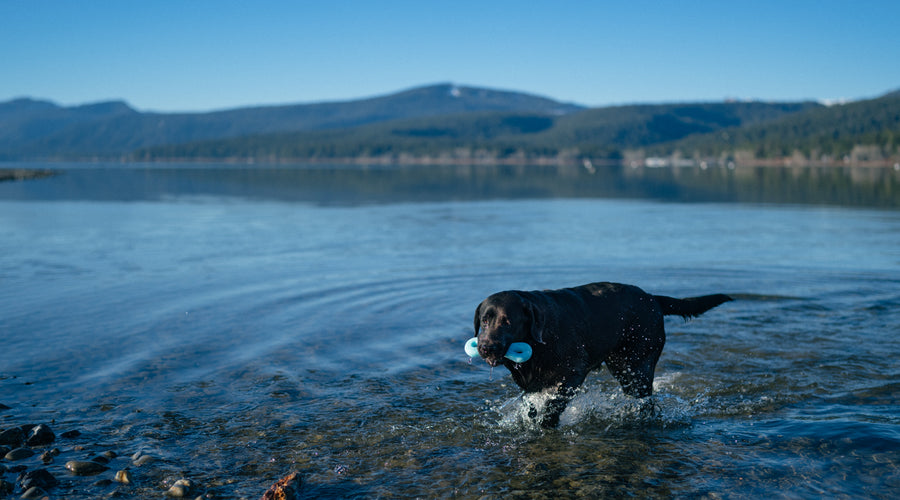 How to Safely Adventure With Your Dog Outdoors