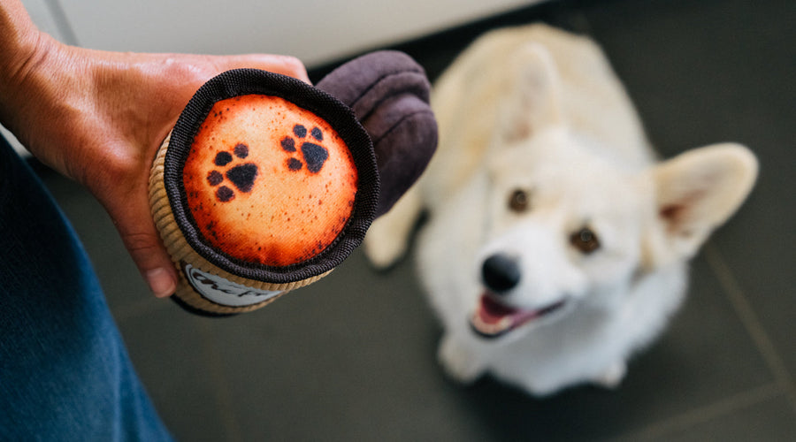 Welsh Corgis: Why They are the Perfect Dog for a New Family