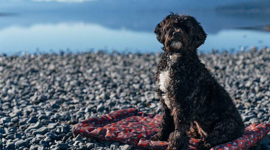 Nipping at Strangers or Children? How to Train Your Dog Not to Bite