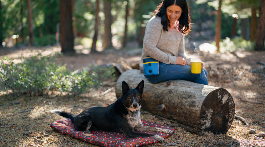 How Play Pet Brands Turns Sustainability Into Playtime