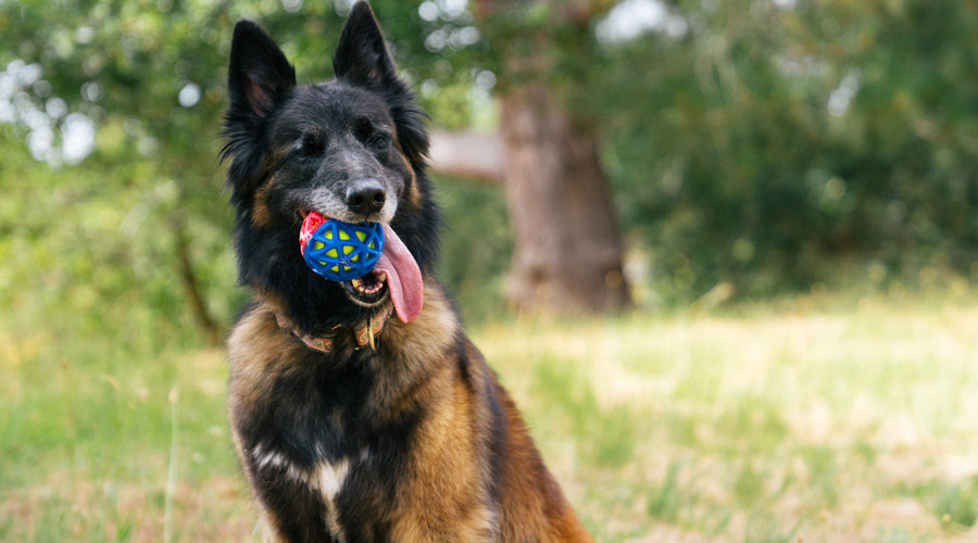 15 Best Dog Breeds for Hiking