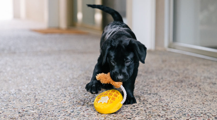 Puppy Pneumonia: How to Recognize and Address When Your Dog is Sick