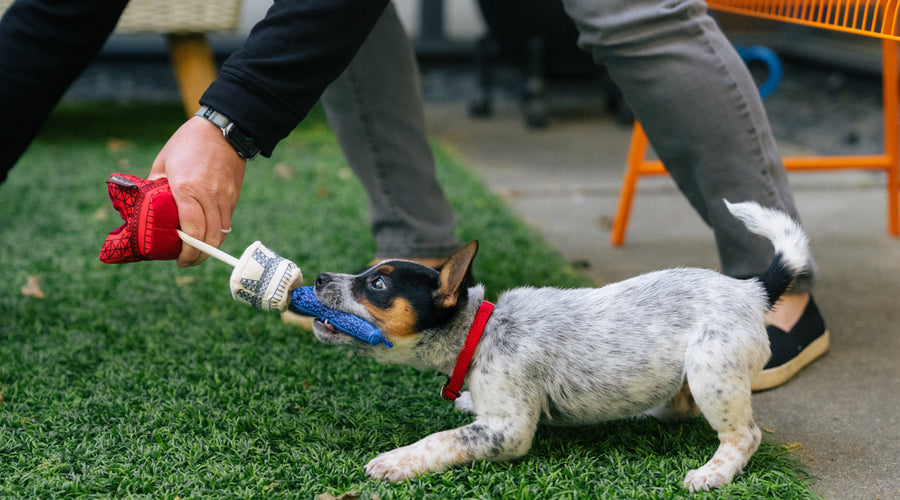 How to Tell What Kind of Adult Dog a Puppy Will Be