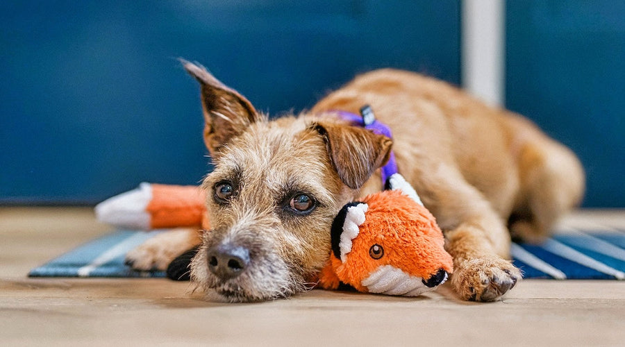 How to Stop Dogs from Chasing Wildlife