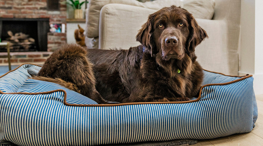 Top 4 Things to Keep in Mind About Large Dog Breeds