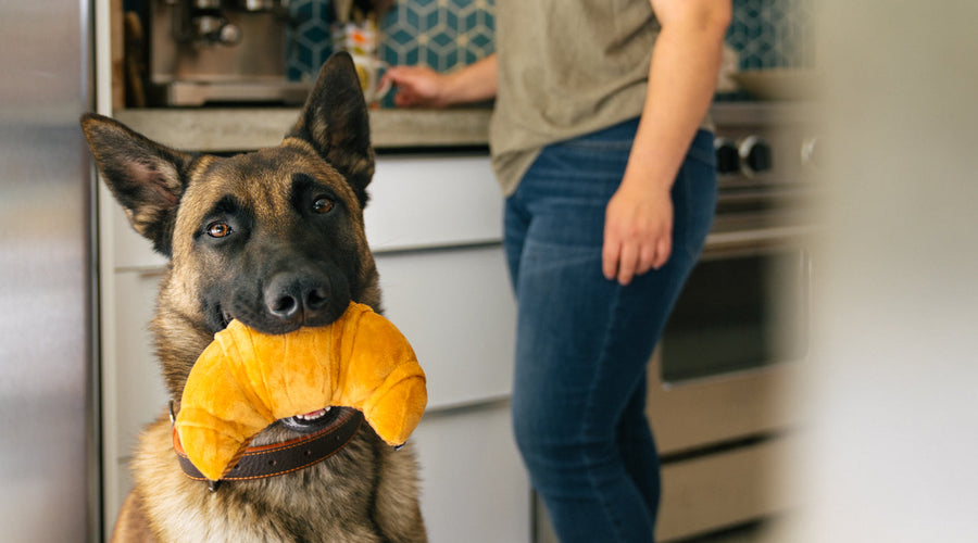 How to Balance Being a Pet Parent With Working From Home